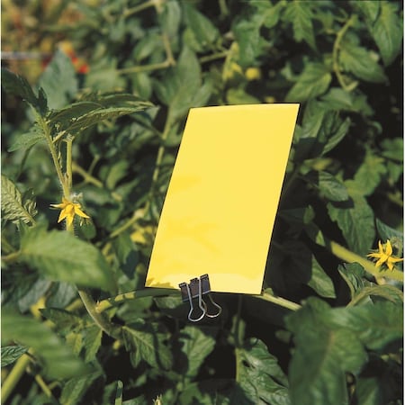 Olson Products Yellow Card Sticky Traps, PK50 SE8MS612